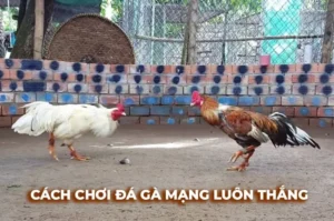 Bí Quyết Cách Chơi Đá Gà Sabong Tại 333Win Ăn Tiền Thưởng Cực Đã