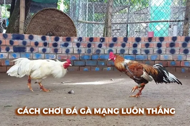 Bí Quyết Cách Chơi Đá Gà Sabong Tại 333Win Ăn Tiền Thưởng Cực Đã