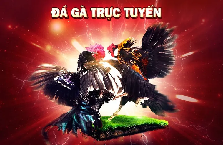 Trải Nghiệm Đá Gà 333Win Kịch Tính Và Nhận Thưởng Lớn Ngay Hôm Nay