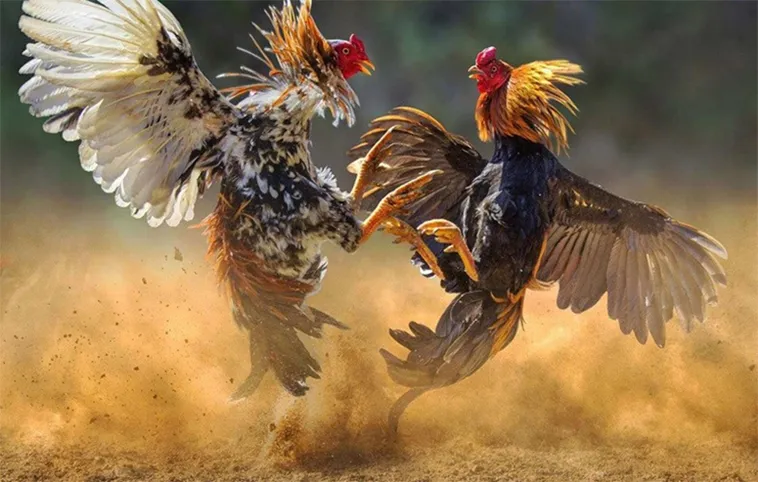 Bí Kíp Chinh Phục Sàn Đấu Đá Gà WS168 Tại 333Win Đỉnh Cao Nhất